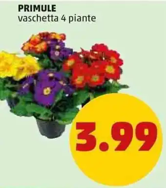 PENNY Primule vaschetta 4 piante offerta