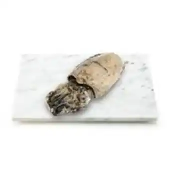 Seppie ( sepia officinalis )