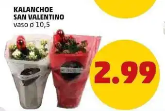 PENNY Kalanchoe San Valentino vaso Ø 10,5 offerta