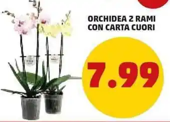 PENNY Orchidea 2 Rami con Carta Cuori offerta