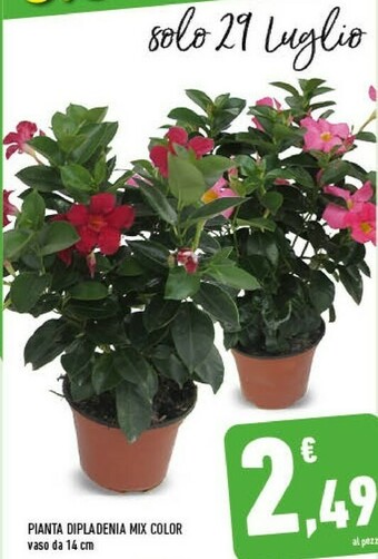 Conad Pianta Dipladenia Mix Color Vaso offerta
