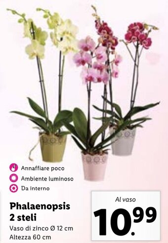 Lidl Phalaenopsis 2 steli Vaso Ø 12 cm, Altezza 60 cm offerta
