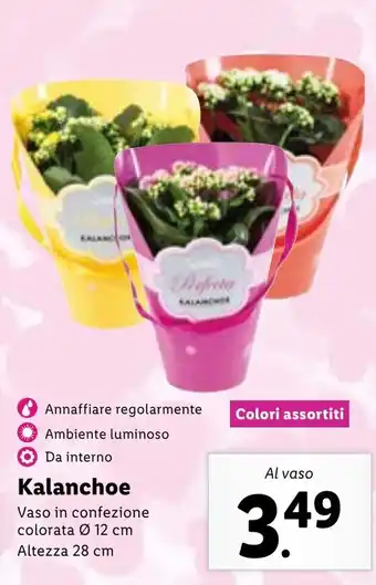 Lidl Kalanchoe Vaso Ø 12 cm, Altezza 28 cm offerta