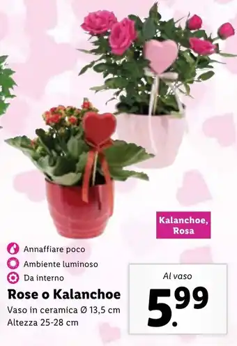 Lidl Rose o Kalanchoe vaso in ceramica Ø 13,5 cm, altezza 25-28 cm offerta
