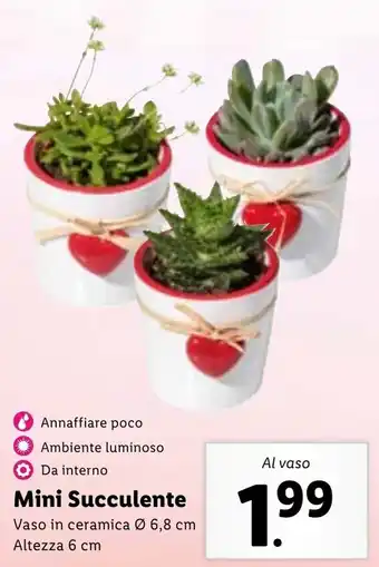 Lidl Mini Succulente Vaso in ceramica Ø 6,8 cm, altezza 6 cm offerta