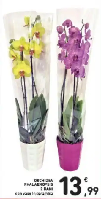 Conad Orchidea Phalaenopsis 2 rami offerta