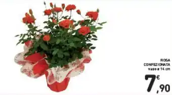 Conad Rosa Confezione vaso Ø 14 cm offerta