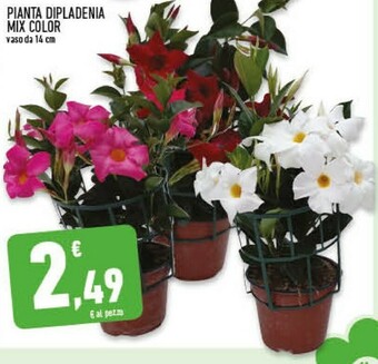 Conad Conad Pianta Dipladenia Mix Color offerta