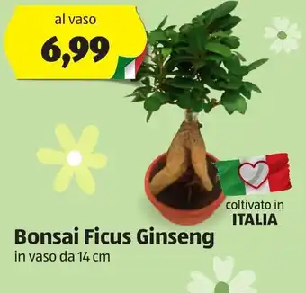 ALDI Bonsai Ficus Ginseng vaso 14 cm offerta