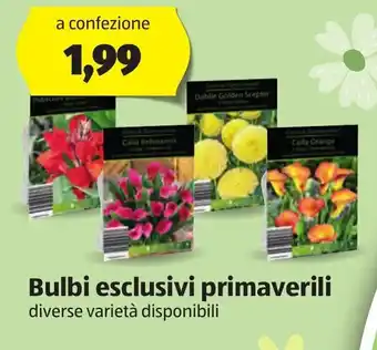 ALDI Bulbi esclusivi primaverili offerta