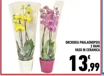 Conad Orchidea Phalaenopsis 2 Rami Vaso In Ceramica offerta