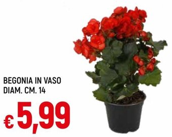 Begonia in Vaso Diam. cm 14
