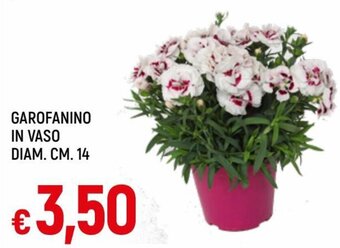 Famila Garofanino in Vaso Diam. cm 14 offerta