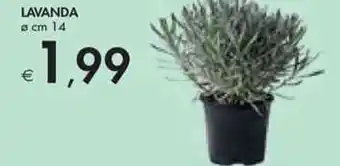 Bennet Lavanda ø cm 14 offerta