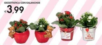 Bennet Oggettistica con Kalanchoe offerta