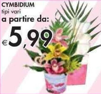 Cymbidium