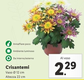 Lidl Crisantemi offerta