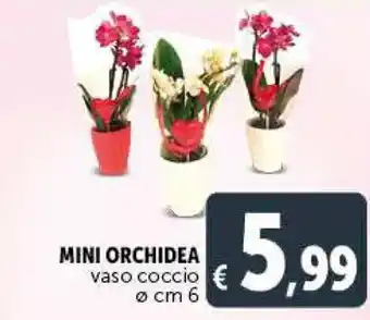 Deco Supermercati Mini Orchidea offerta