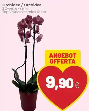 Coop Orchidea?Orchidee 2 Zweige/rami Topf/vaso ceramica 12 cm offerta