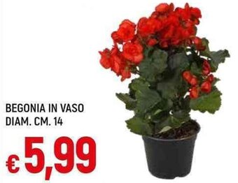Famila Superstore Begonia in vaso diam. cm. 14 offerta