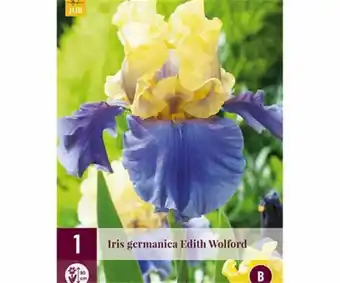 1 iris germanica edith wolford
