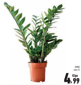 Conad Zamia vaso 12 offerta