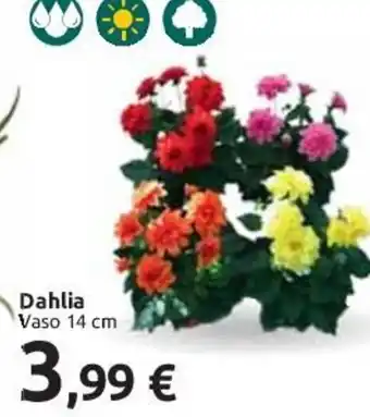 Dahlia Vaso 14 cm