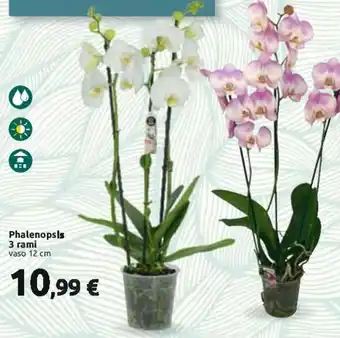 Carrefour Phalenopsis 3 rami vaso 12 cm offerta