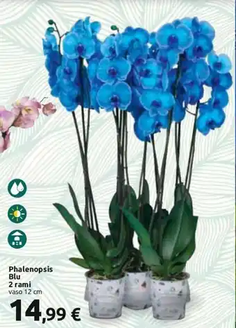 Carrefour Phalenopsis Blu 2 rami vaso 12 cm offerta