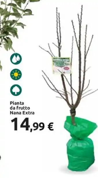 Pianta da frutto Nana Extra