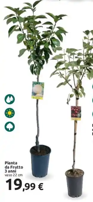 Carrefour Pianta da Frutto 3 anni vaso 22 cm offerta