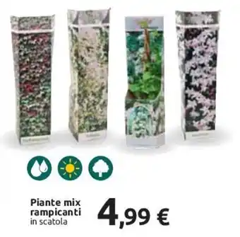 Piante mix rampicanti in scatola