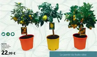 Carrefour Agrumi in vaso 20 cm Limone, Arancio o Mandarino cinese offerta