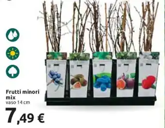 Frutti minori mix vaso 14 cm