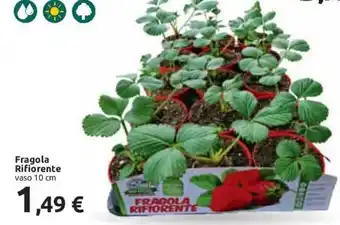 Carrefour Fragola Rifiorente vaso 10 cm offerta