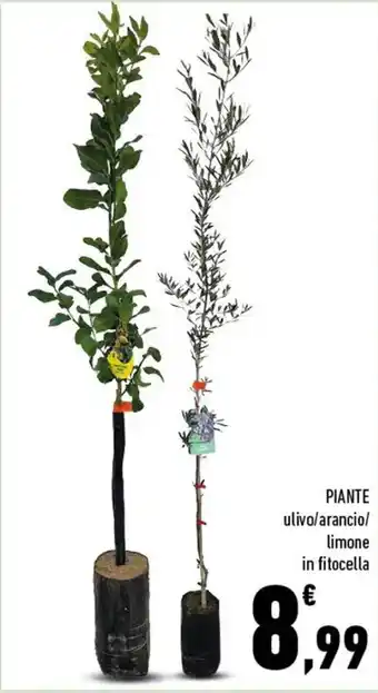 Conad Piante ulivo/arancio/limone in fitocella offerta