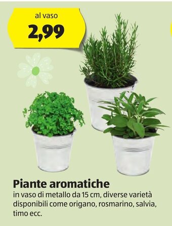 ALDI Piante aromatiche offerta