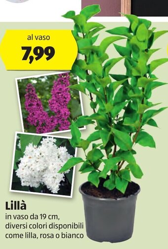 Lillà