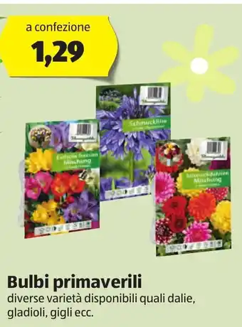 ALDI Bulbi primaverili offerta