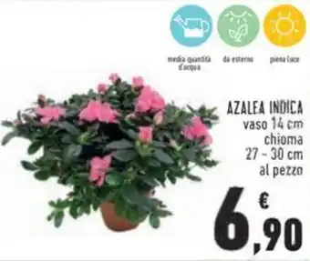 Conad Azalea Indica vaso 14 cm chioma 27-30 cm offerta