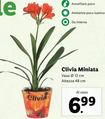 Lidl Clivia Miniata Vaso Ø 12 cm Altezza 48 cm offerta