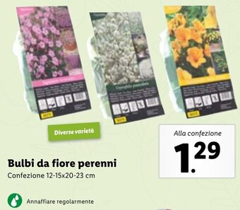 Lidl Bulbi da Fiore Perenni Confezione 12-15x20-23 cm offerta