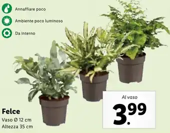 Lidl Felce Vaso Ø 12 cm Altezza 35 cm offerta