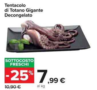 Tentacolo di Totano Gigante Decongelato