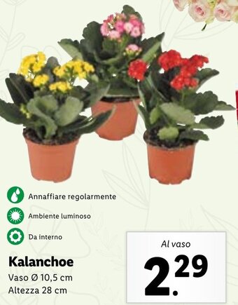 Lidl Kalanchoe offerta