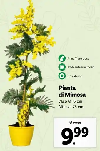 Lidl Pianta di Mimosa offerta