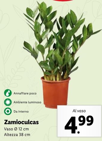 Lidl Zamioculcas offerta