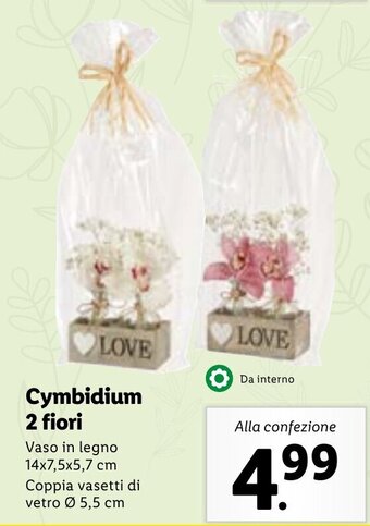 Lidl Cymbidium 2 Fiori offerta