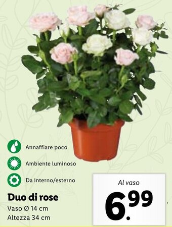 Lidl Duo di rose offerta