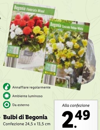 Lidl Bulbi di Begonia offerta